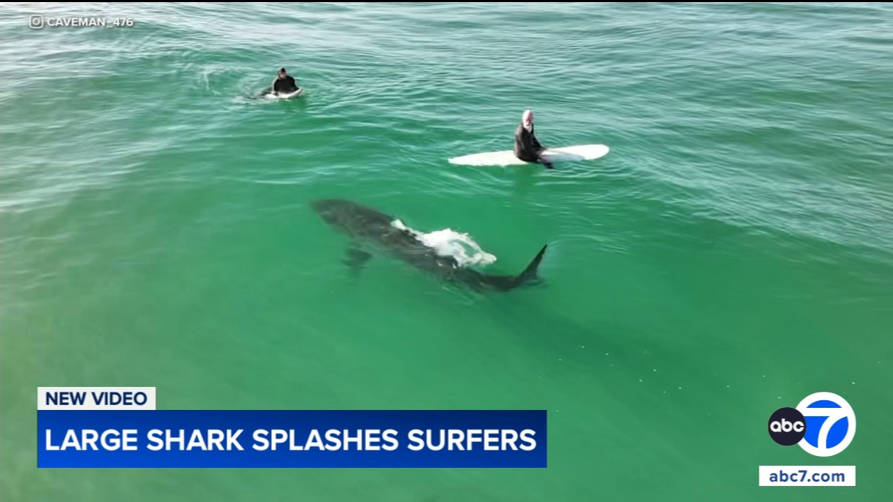 Shark swims near surfers, splashes one with its tail in close encounter off California coast, video shows
       — Evanston Sports news